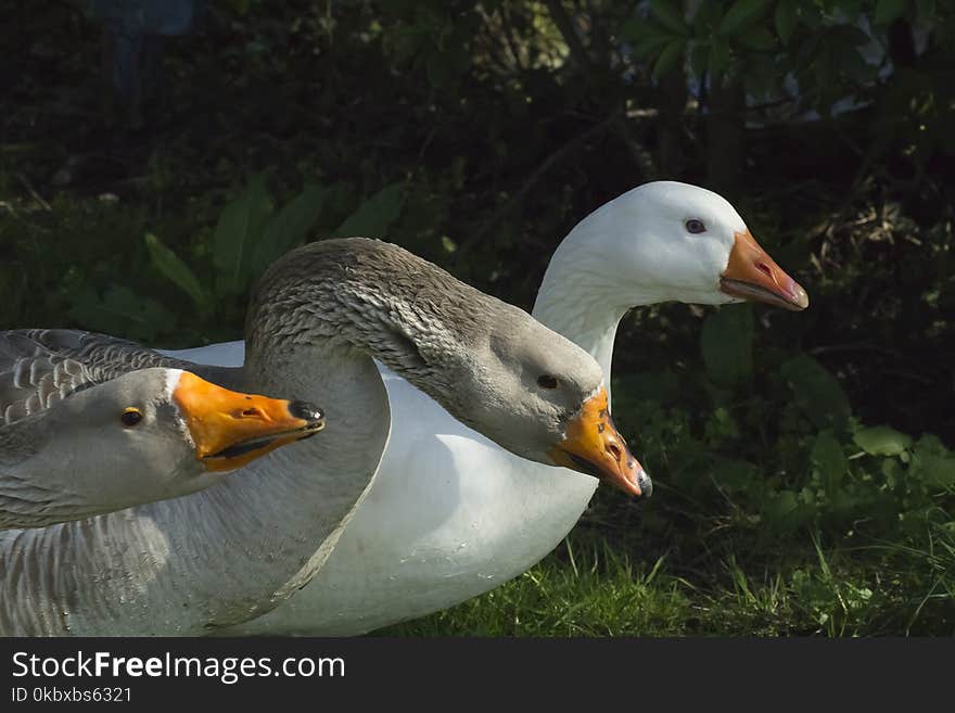 Bird, Water Bird, Beak, Duck