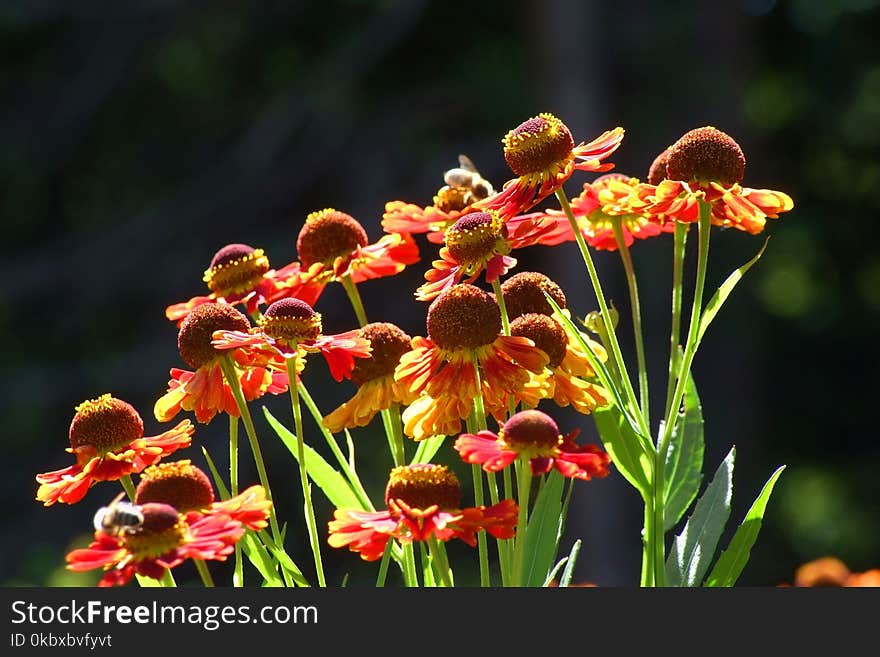 Plant, Flower, Flora, Flowering Plant