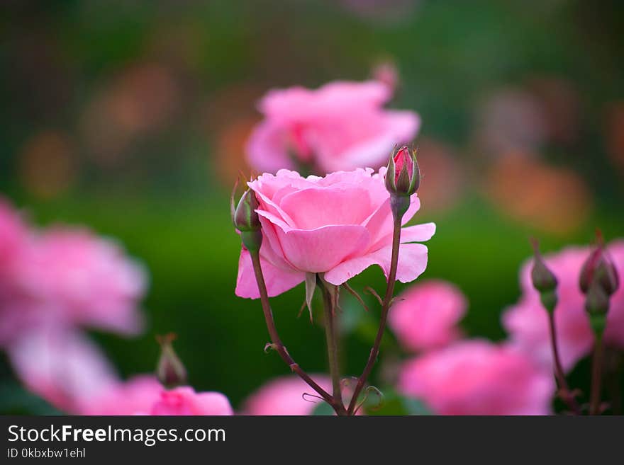 Flower, Rose, Rose Family, Pink