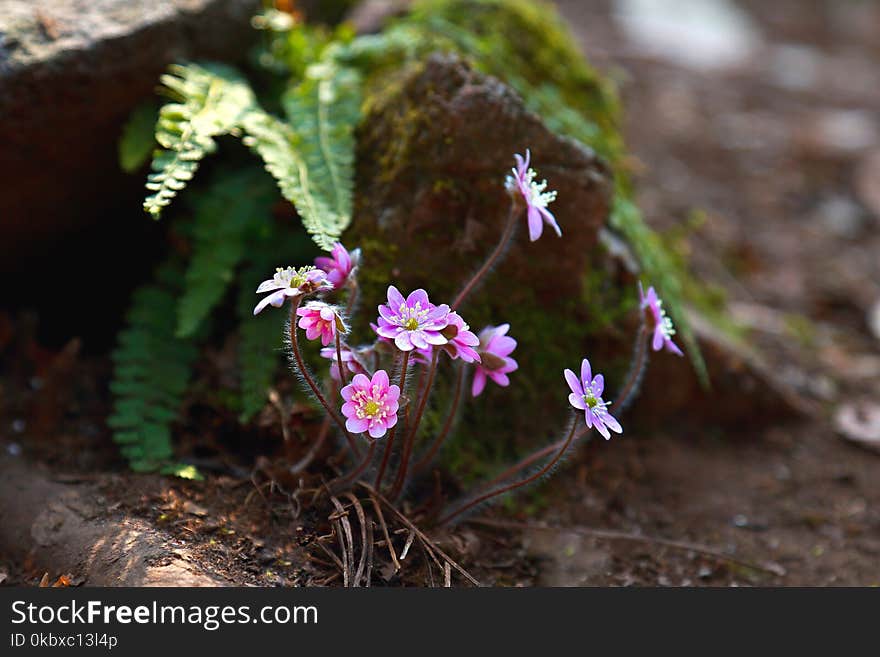 Plant, Flower, Flora, Flowering Plant