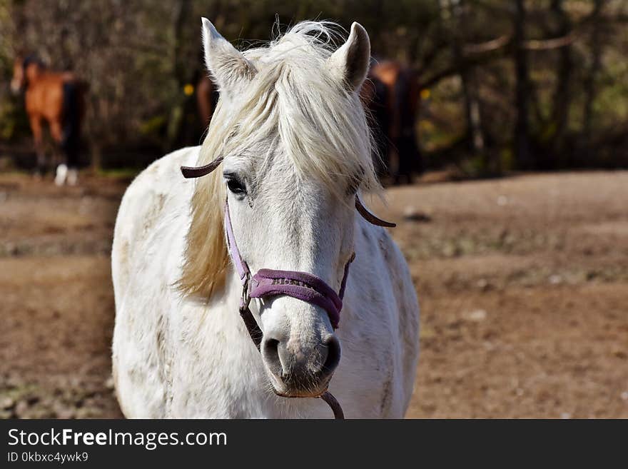 Horse, Horse Like Mammal, Mane, Mare