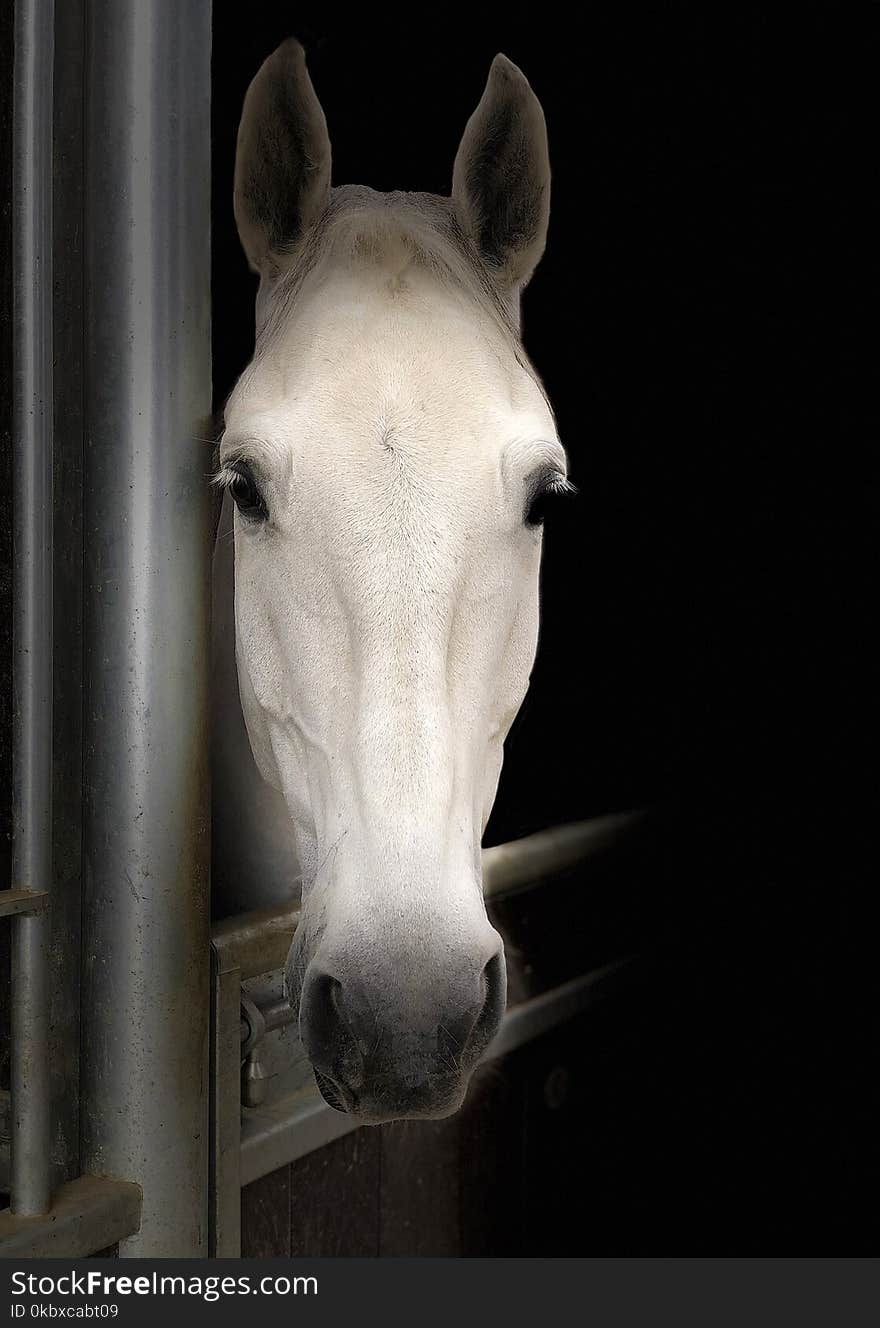 Horse, Horse Like Mammal, Mane, Nose