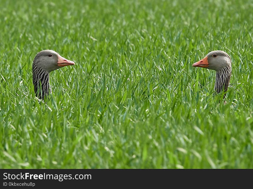 Bird, Fauna, Beak, Ecosystem