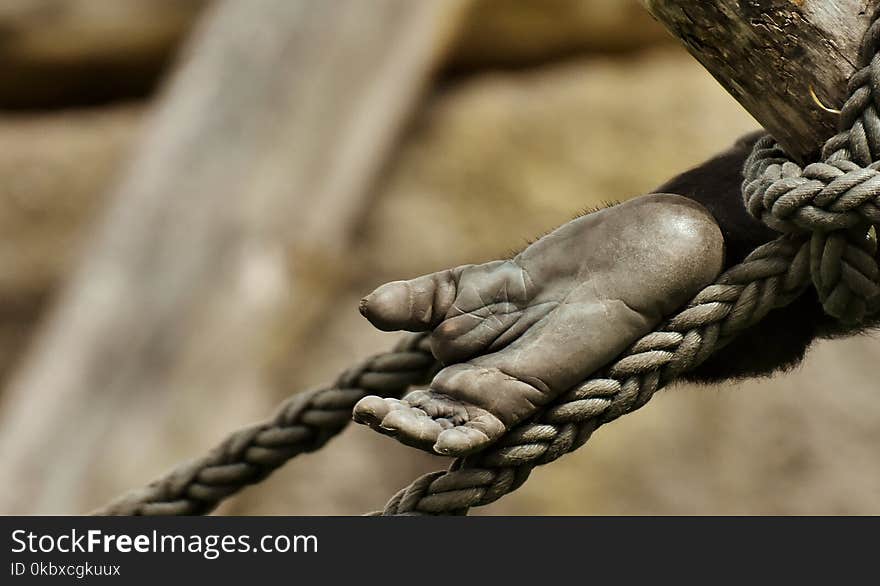 Hand, Close Up, Tree, Metal