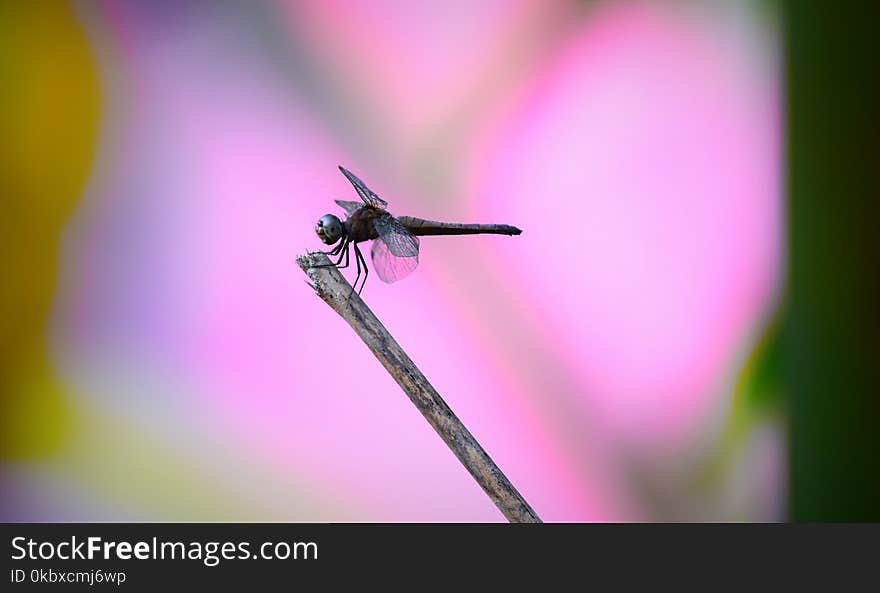 Insect, Dragonfly, Macro Photography, Dragonflies And Damseflies