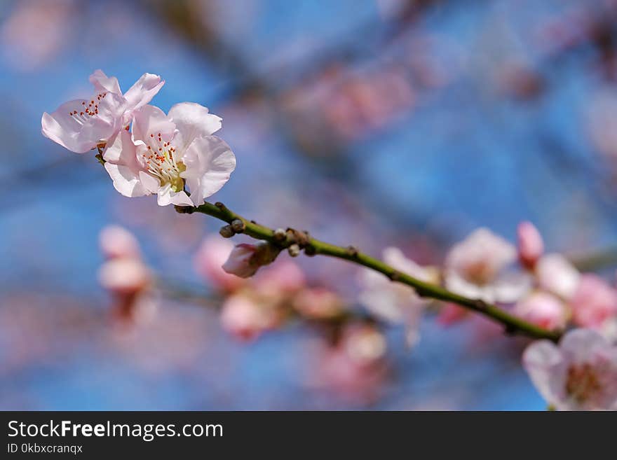 Blossom, Branch, Flower, Spring