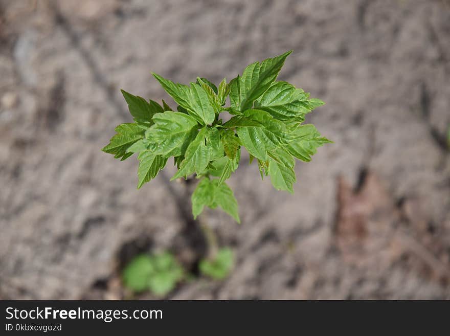 Plant, Leaf, Soil, Herb