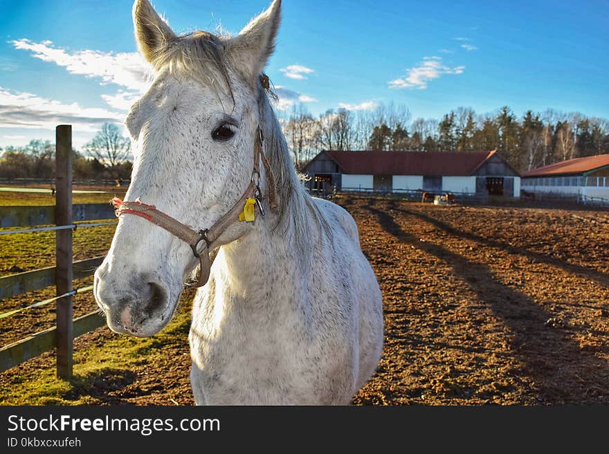 Horse, Horse Like Mammal, Mane, Bridle