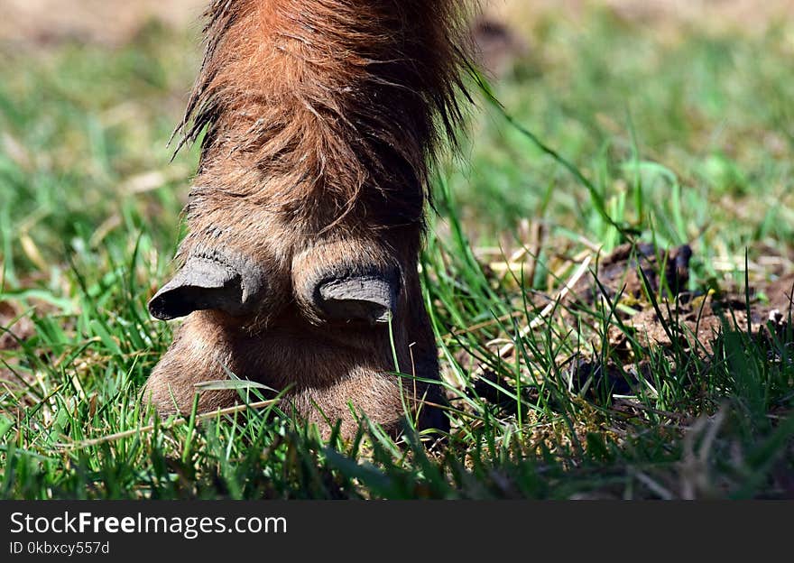 Fauna, Wildlife, Mammal, Grass