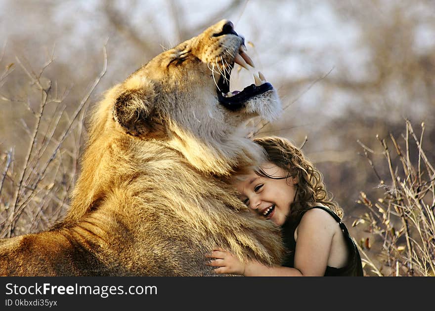 Wildlife, Facial Expression, Lion, Mammal