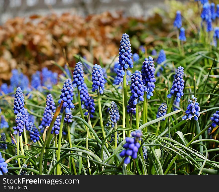 Plant, Flower, Flora, Hyacinth