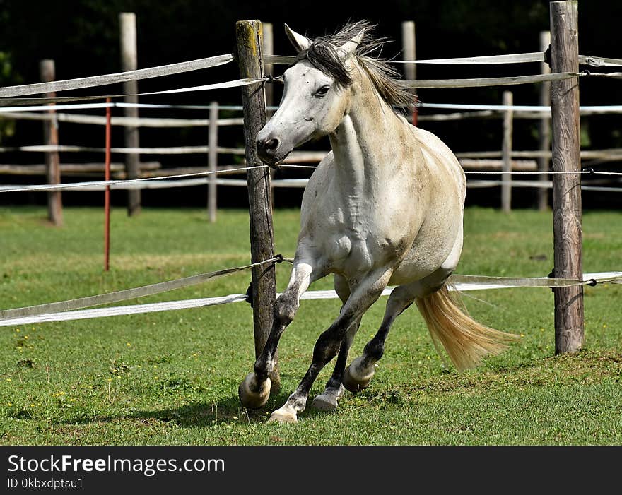 Horse, Mane, Horse Like Mammal, Mare