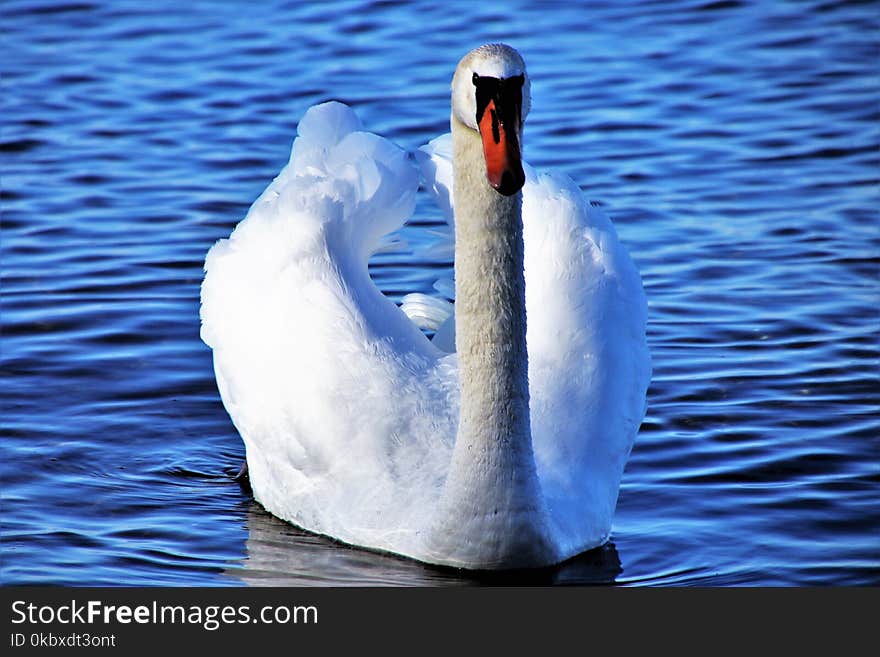 Swan, Bird, Water, Water Bird