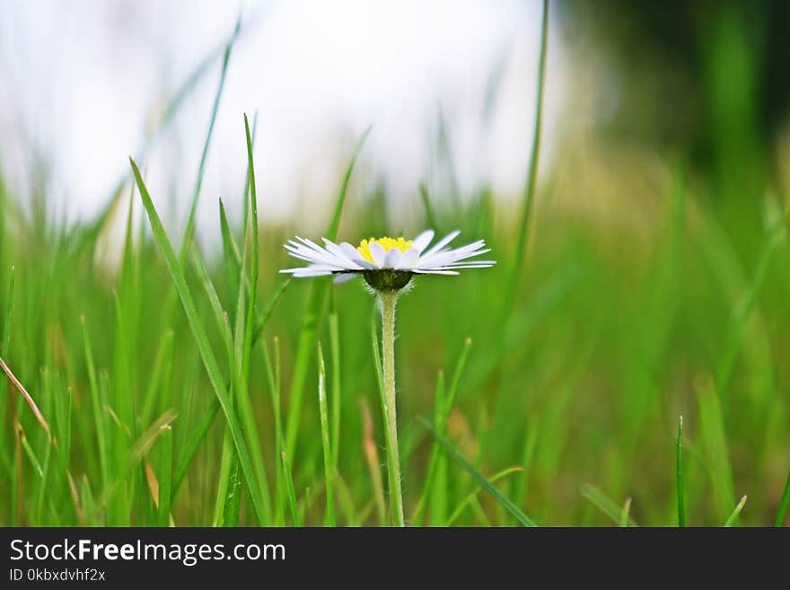 Flower, Yellow, Grass, Flora