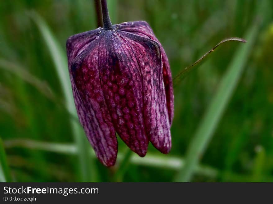 Flower, Snake's Head, Fritillaria, Plant