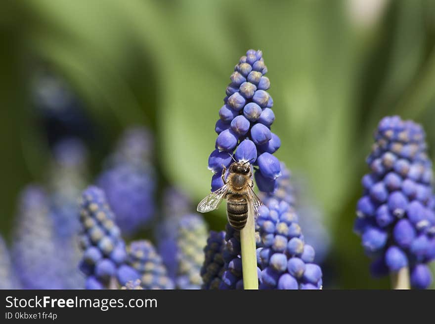 Blue, Flower, Plant, Flora