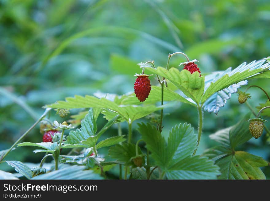 Strawberries, Vegetation, Strawberry, Plant