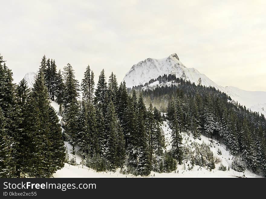 Winter, Snow, Mountainous Landforms, Tree