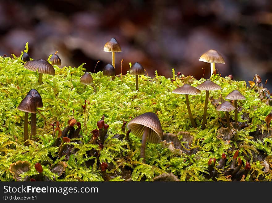 Fungus, Vegetation, Leaf, Flora