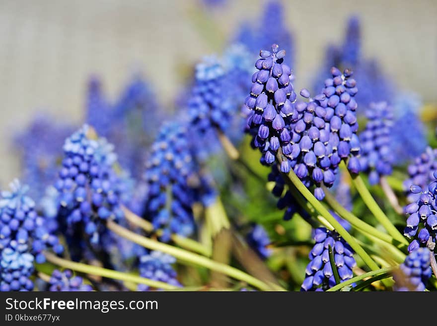 Flower, Plant, Hyacinth, Flowering Plant