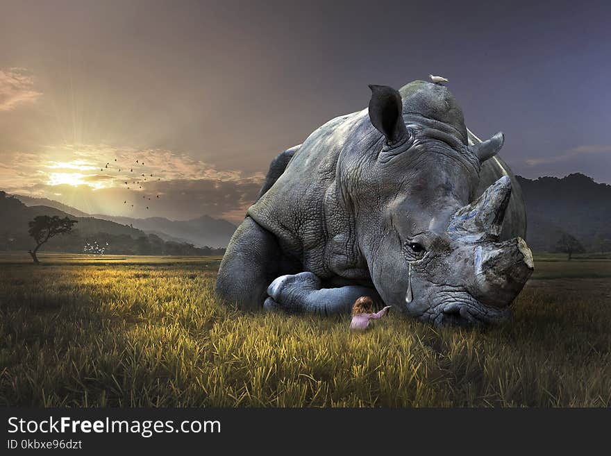 Grass, Sky, Snout, Rhinoceros