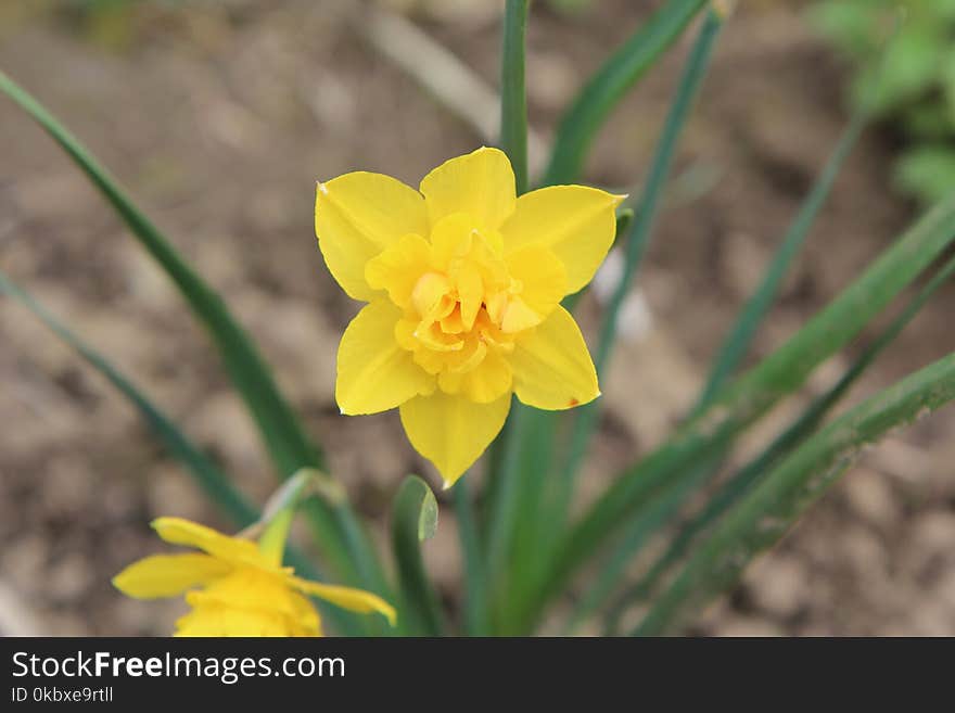 Flower, Yellow, Plant, Flora