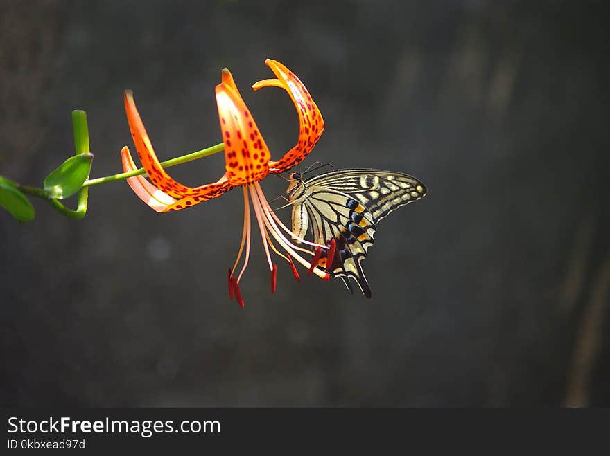 Moths And Butterflies, Butterfly, Insect, Pollinator