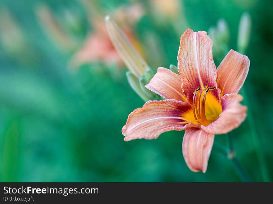 Flower, Flora, Close Up, Daylily