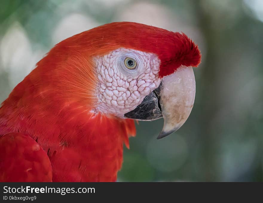 Beak, Red, Bird, Macaw