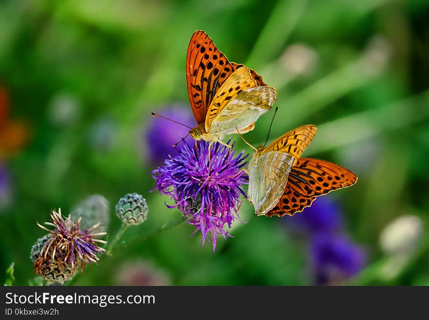 Butterfly, Lycaenid, Insect, Brush Footed Butterfly