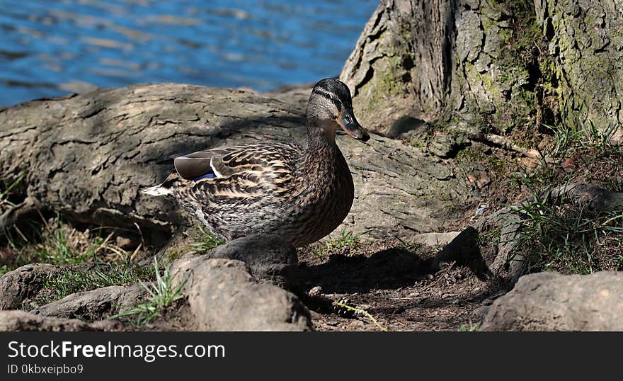 Bird, Duck, Fauna, Water Bird