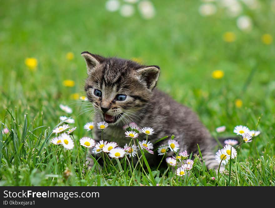 Cat, Small To Medium Sized Cats, Fauna, Whiskers