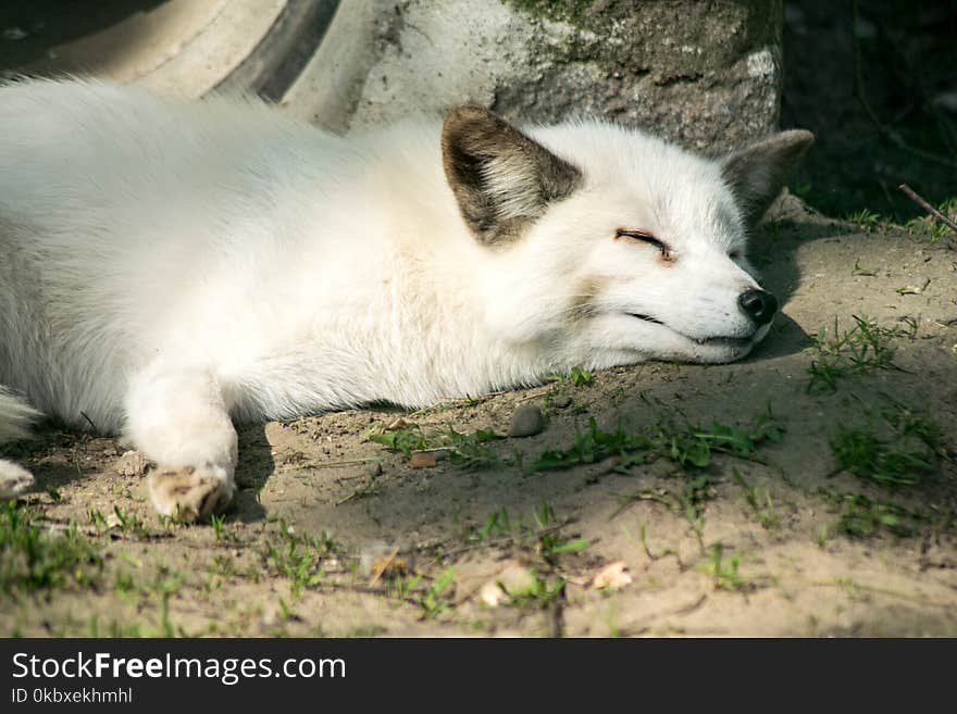 Fauna, Fox, Dog Like Mammal, Wildlife