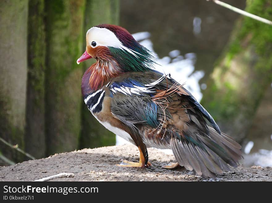 Bird, Fauna, Duck, Beak