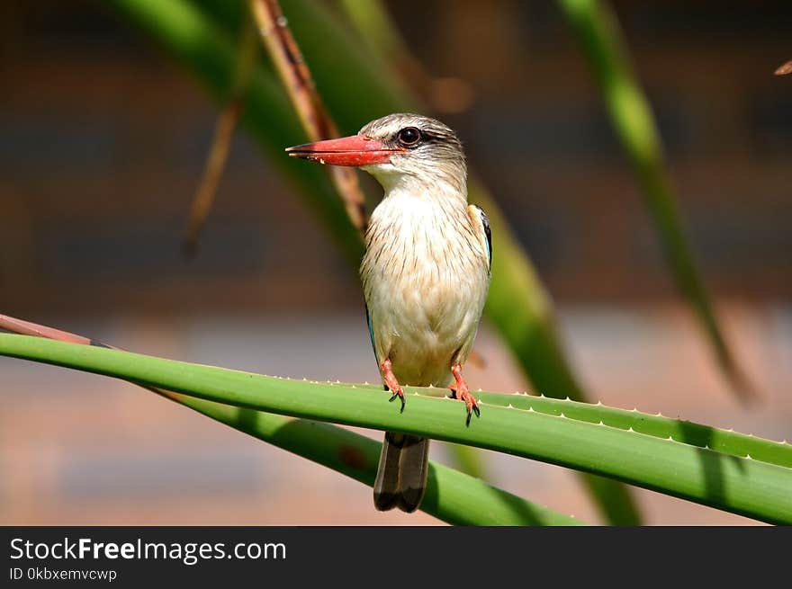 Bird, Beak, Fauna, Wildlife