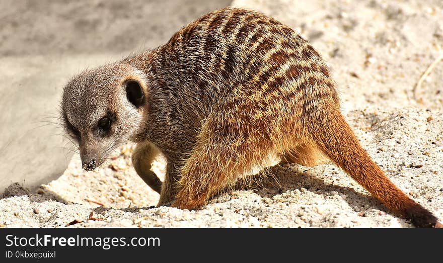 Meerkat, Mammal, Fauna, Terrestrial Animal