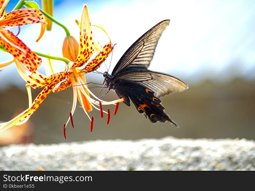 Insect, Moths And Butterflies, Butterfly, Invertebrate