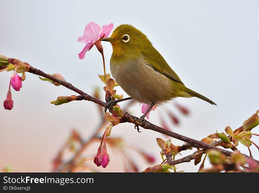 Bird, Branch, Beak, Blossom