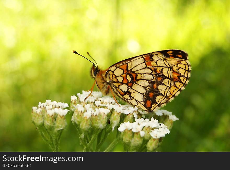 Butterfly, Moths And Butterflies, Insect, Brush Footed Butterfly