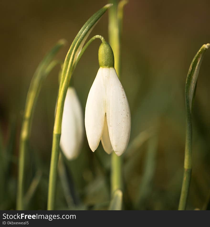 Galanthus, Flower, Plant, Snowdrop