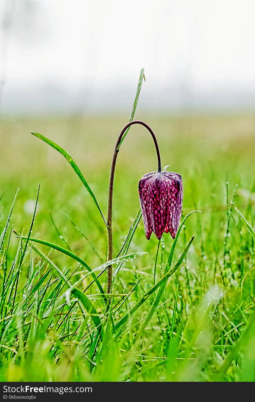 Flower, Snake's Head, Fritillaria, Plant