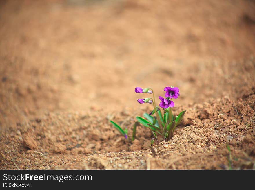 Flower, Soil, Plant, Flora