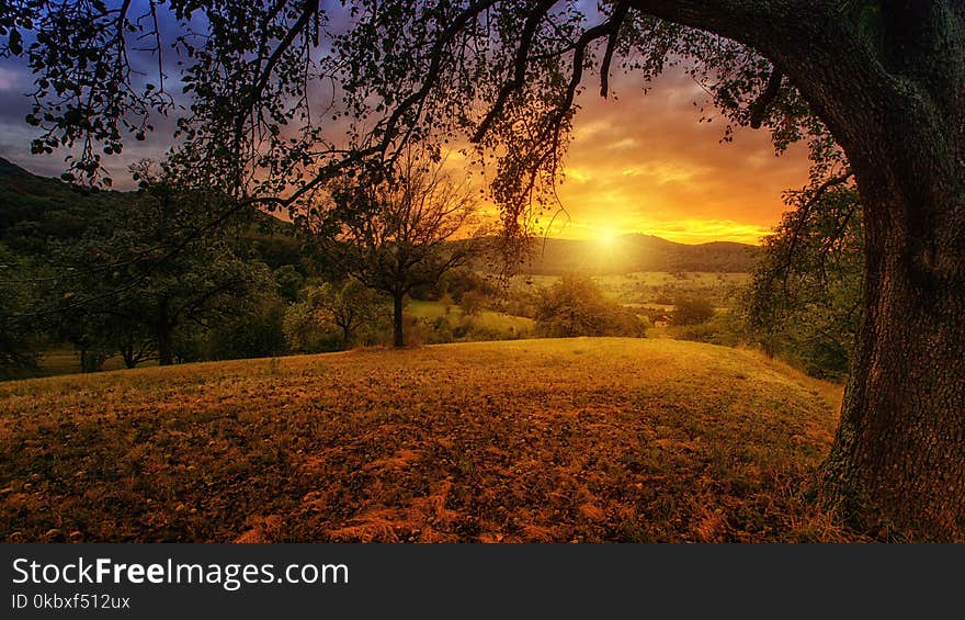 Nature, Sky, Tree, Dawn