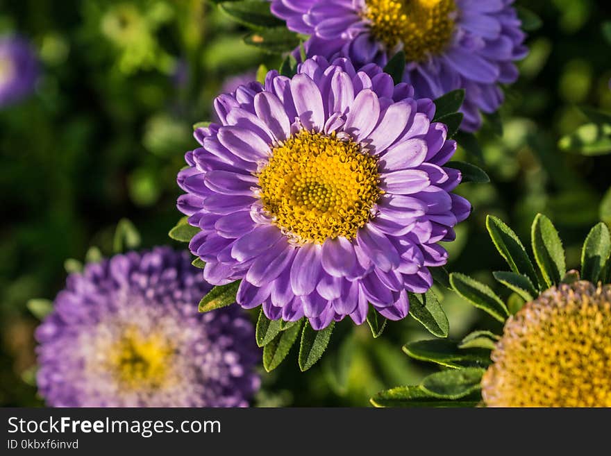 Flower, Aster, Purple, Flora