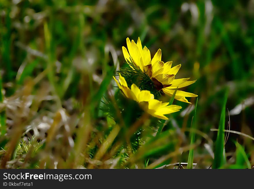 Flower, Yellow, Flora, Wildflower