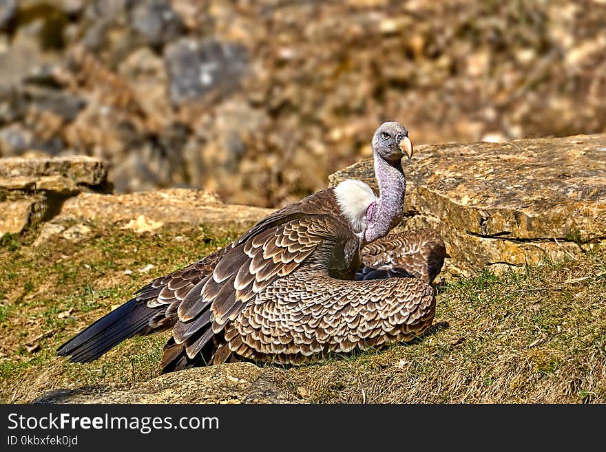 Fauna, Bird, Beak, Organism