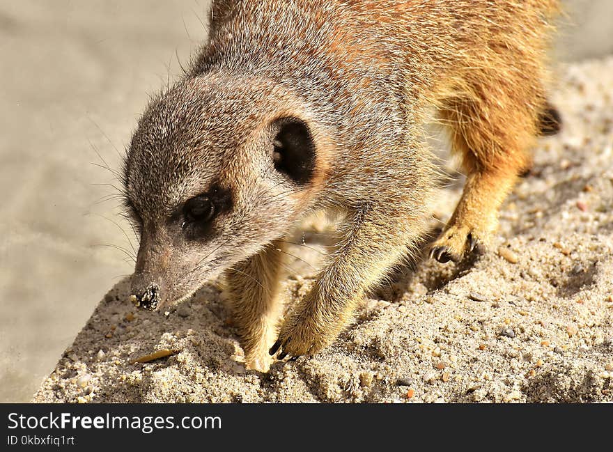 Meerkat, Mammal, Fauna, Viverridae