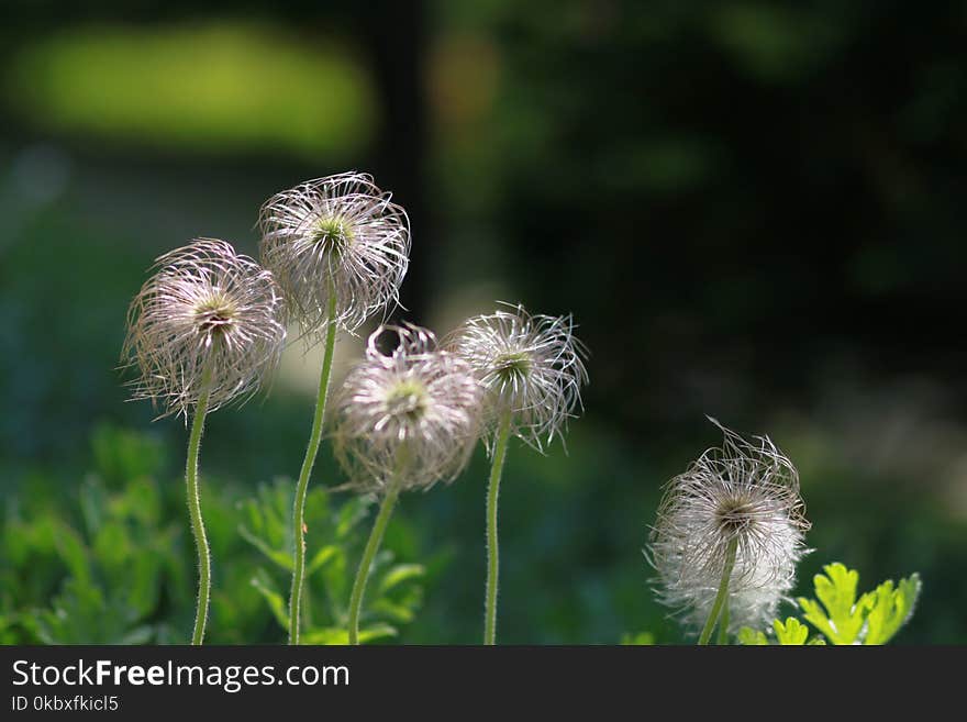 Flower, Plant, Dandelion, Flora