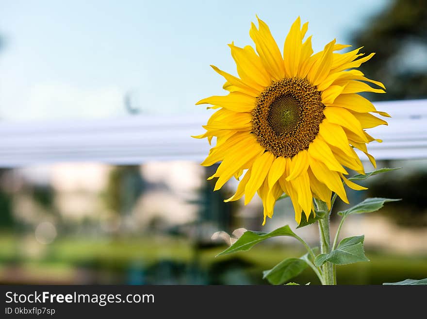 Flower, Sunflower, Yellow, Flowering Plant