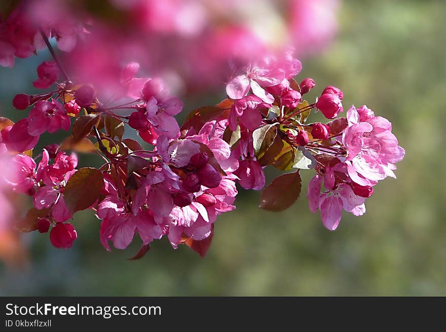 Pink, Blossom, Flower, Spring